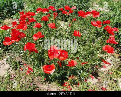 Wunderschöner roter Mohn, Busch. Foto an der Seite. Wilde Mohnblumen auf dem Feld. Stockfoto