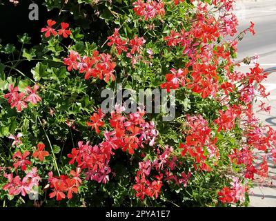 Pelargonium peltatum. Blühende Efeu-Geranien in einem Stadtpark in Rot, Pink und Magenta. Vertikale Landschaftsgestaltung eines Gartens, Innenhofs oder einer Straße Stockfoto