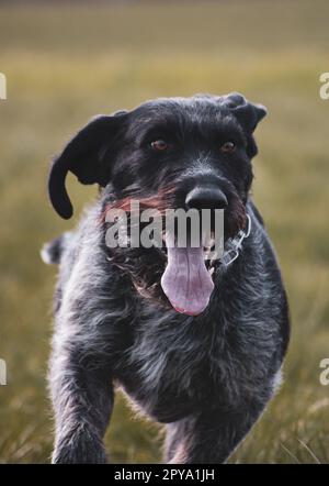 Sako, der deutsche, rothaarige Pointer-Jagdhund Stockfoto