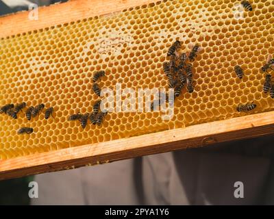 Bienenwaben mit Honig und Bienen. Bienenzucht aus der Nähe Stockfoto