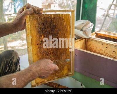 Der Imker schneidet das Wachs mit einem Messer aus dem Honigrahmen. Honig auspumpen. Honig von Bienen versiegelt. Bienenzucht und Öko-Bienenstöcke in der Natur und frischer Honig Stockfoto