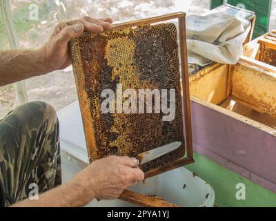 Extraktion von Honig aus Wabenkonzept. Nahaufnahme des Imkers, der Wachsdeckel mit heißem Messer aus der Wabe zur Honiggewinnung schneidet. Stockfoto