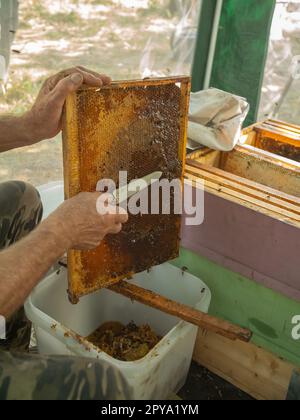 Der Imker schneidet das Wachs mit einem Messer aus dem Honigrahmen. Honig auspumpen. Honig von Bienen versiegelt. Bienenzucht und Öko-Bienenstöcke in der Natur und frischer Honig Stockfoto