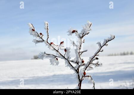 Die Hagebutte ist im feinen Winter mit Schnee bedeckt Stockfoto