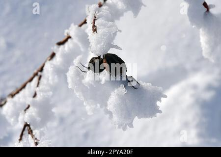 Die Hagebutte ist im feinen Winter mit Schnee bedeckt Stockfoto