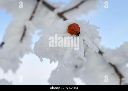 Die Hagebutte ist im feinen Winter mit Schnee bedeckt Stockfoto