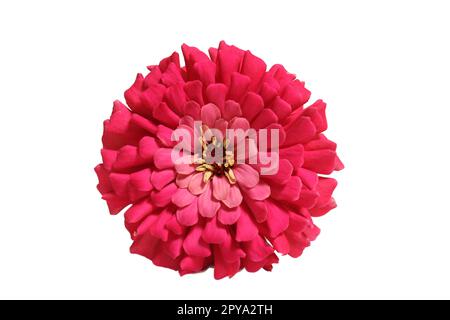 Pink Zinnia Flower isoliert auf weißem Hintergrund Stockfoto