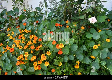 Eine Pflanzenblüte in einem kleinen Dorf in der Provinz Benevento, Italien. Stockfoto