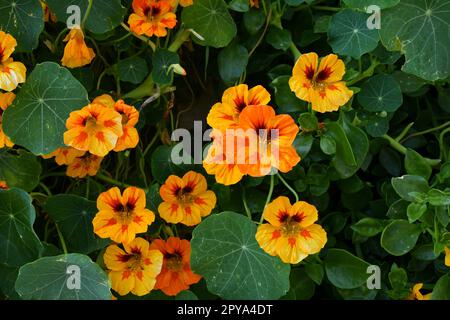 Eine Pflanzenblüte in einem kleinen Dorf in der Provinz Benevento, Italien. Stockfoto