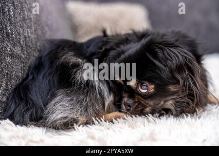 Kleiner süßer Hund auf der Couch Stockfoto