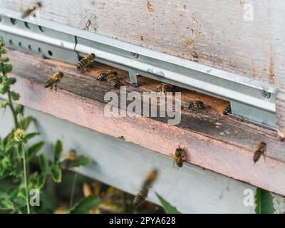 Honigbienen beim Kommen und Gehen am Bienenstock Stockfoto