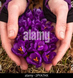 Nahaufnahme weibliche Hände sanft halten blühende Krokusblumen Konzeptfoto Stockfoto