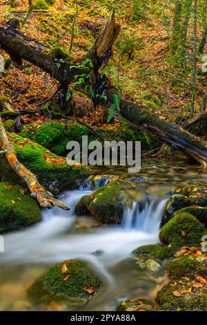 Wasserfall in mata da albergaria Stockfoto