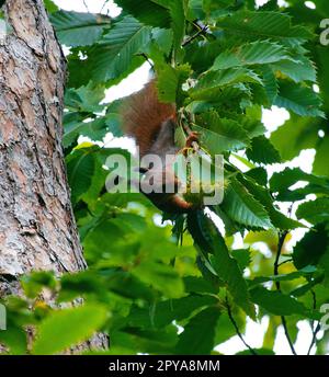 Rotes braunes Eichhörnchen im Baum zwischen grünen Blättern. Nagetier aus der Wildnis. Tierfoto Stockfoto