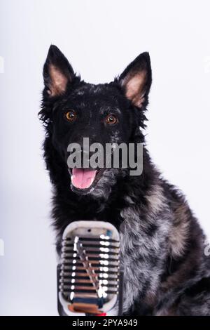 Ein wunderschöner Mudi-Hund singt in ein Mikrofon im Studiohintergrund Stockfoto