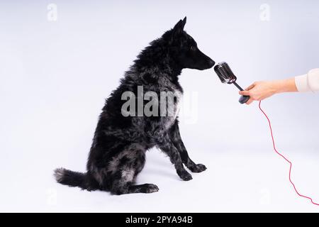 Ein wunderschöner Mudi-Hund singt in ein Mikrofon im Studiohintergrund Stockfoto