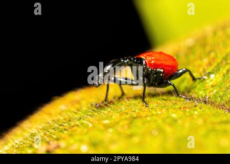 Weiblich von Giraffe Weevil, Trachelophorus Giraffa, Ranomafana, Madagaskar Stockfoto