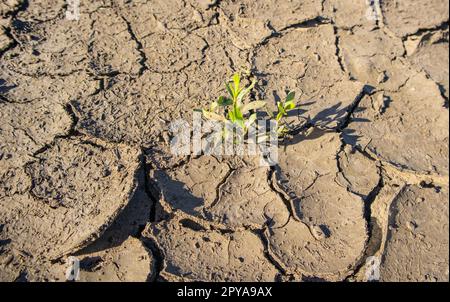 Pflanzen in trockenem Schlamm, Hintergrund von trockener gerissener Erde, getrockneter Erde, Struktur von Erdschlamm, Wüste, globale Erwärmung, Klimawandel Stockfoto