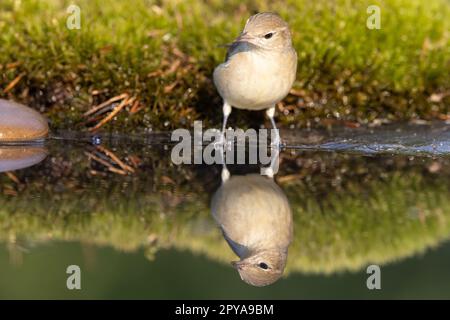 Holzstampfer, Phylloscopus sibilatrix. Ein wunderschöner Vogel schwimmt und sieht die Reflexion im Wasser Stockfoto