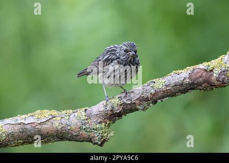 Junger gemeiner Redstart, Phoenicurus phoenicurus. Ein wunderschöner Vogel in der natürlichen Umgebung Stockfoto