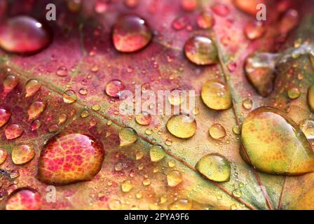 Buntes Ahornblatt im Herbst mit Wassertropfen Stockfoto