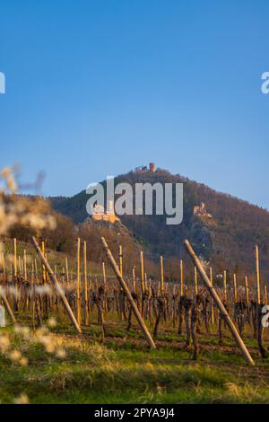 Ruinen von Chateau de Saint-Ulrich, Ruinen von Chateau du Girsberg und Chateau du Haut-Ribeaupierre in der Nähe von Ribeauville, Elsass, Frankreich Stockfoto