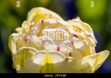 Makroaufnahme von Tulpe mit Wassertropfen, Blumengarten Keukenhof, Lisse, Niederlande Stockfoto