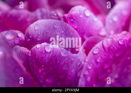 Makroaufnahme von Tulpe mit Wassertropfen, Blumengarten Keukenhof, Lisse, Niederlande Stockfoto