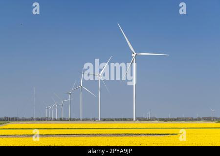 Windturbinen mit gelbem Tulpenfeld in Nordholland, Niederlande Stockfoto