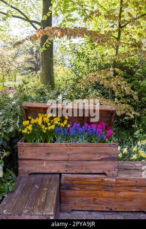 Keukenhof Blumengarten - größter Tulpenpark der Welt, Lisse, Niederlande Stockfoto