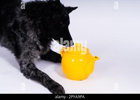 Hundemudi liegt auf weißem Studiohintergrund neben dem offenen Keramikkessel Stockfoto