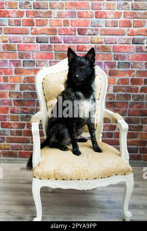 Schwarzer weißer Hund an Backsteinwand, Mudi, Studioaufnahme Stockfoto