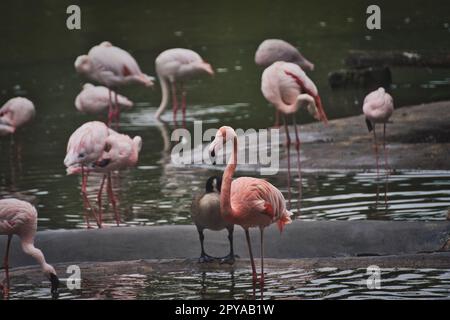 Eine Gruppe rosa Flamingos, die in einem See in einem Zoo waten Stockfoto
