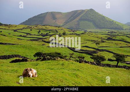 Kuh in der Nähe von Cabeco Silvado, Highlands, Pico, Azoren, Portugal Stockfoto