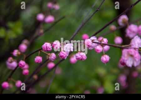 Wunderschön blühende Prunus triloba, auch blühende Mandelbuschäste mit rosa Blumen genannt. Frühlingsküche. Stockfoto