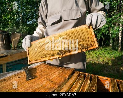 Imker inspiziert Wabenrahmen in der Bienenstelle am Sommertag. Ein Mann, der in der Bienenkammer arbeitet. Bienenzucht. Imkereikonzept. Stockfoto