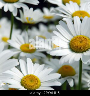 Weiße Gänseblümchen. Postkarten- oder Etikettendesign. Gelber Blumenohrring. Aroma der Kamillenapotheke. Grosse blühende Blüten auf grünem Hintergrund. Wiese. Gelbe Scheibe und weiße Strahlen Matrikarien Stockfoto