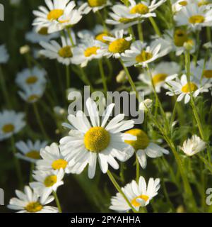 Weiße Gänseblümchen. Postkarten- oder Etikettendesign. Gelber Blumenohrring. Aroma der Kamillenapotheke. Grosse blühende Blüten auf grünem Hintergrund. Wiese. Gelbe Scheibe und weiße Strahlen Matrikarien Stockfoto