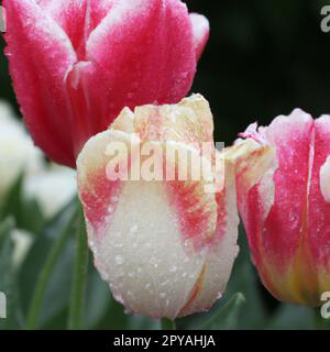 tulip Tulipa, Bulbuskräuter in der Lilienfamilie Liliaceae. Tulpen, Gartenblumen, Kultivare und Sorten wurden entwickelt. Terry weiß, rosa Blumen mit gelben Adern. Unebene Kanten der Blütenblätter Stockfoto