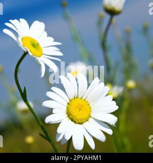 Weiße Gänseblümchen. Postkarten- oder Etikettendesign. Gelber Blumenohrring. Aroma der Kamillenapotheke. Grosse blühende Blüten auf grünem Hintergrund. Wiese. Gelbe Scheibe und weiße Strahlen Matrikarien Stockfoto