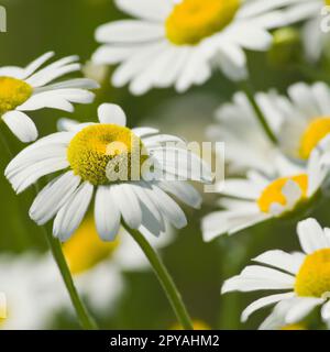 Weiße Gänseblümchen. Postkarten- oder Etikettendesign. Gelber Blumenohrring. Aroma der Kamillenapotheke. Grosse blühende Blüten auf grünem Hintergrund. Wiese. Gelbe Scheibe und weiße Strahlen Matrikarien Stockfoto