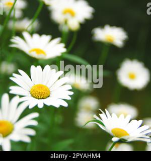 Weiße Gänseblümchen. Postkarten- oder Etikettendesign. Gelber Blumenohrring. Aroma der Kamillenapotheke. Grosse blühende Blüten auf grünem Hintergrund. Wiese. Gelbe Scheibe und weiße Strahlen Matrikarien Stockfoto