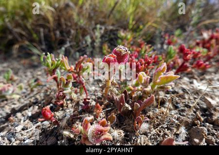 Eiskraut Mesembryanthemum crystallinum Stockfoto