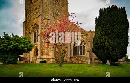 Thaxted Essex England Frühlingsblumen Mai 2023 Kirschbaum gepflanzt von Red Vicar Conrad Noel in der Mitte des 20. Jahrhunderts Stockfoto