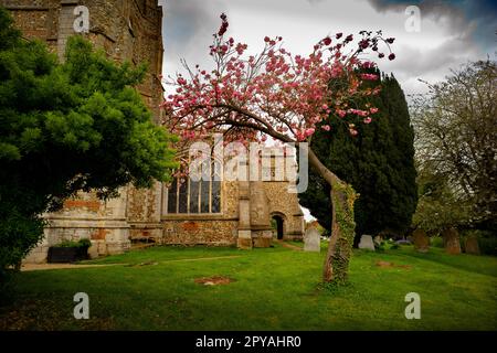 Thaxted Essex England Frühlingsblumen Mai 2023 Kirschbaum gepflanzt von Red Vicar Conrad Noel in der Mitte des 20. Jahrhunderts Stockfoto