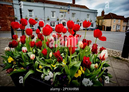 Thaxted Essex England Frühlingsblumen Mai 2023 Tulpen gepflanzt am Stierkampf in Thaxted gegenüber dem Swan Pub und Hotel. Stockfoto