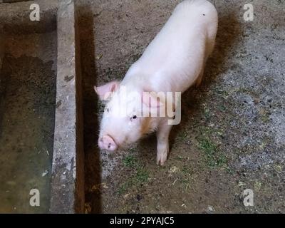 Weißes Schwein in der Scheune. Das Tier hob seinen Kopf und blickte in die Kamera. Viehzucht auf dem Land. Dreckiger Boden in der Scheune unter den Füßen des Schweins Stockfoto