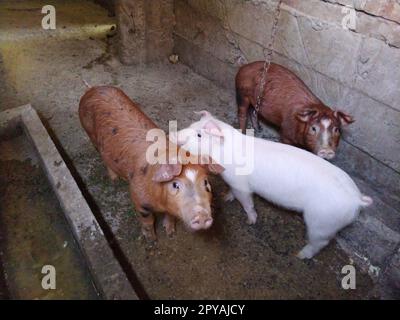 Drei kleine Schweine in einem Stall. Fröhliche Tiere in der Scheune. Mastschweine. Ferkel schauen in die Kamera. Zwei rotbraune Schweine und ein rosa-weißes Stockfoto