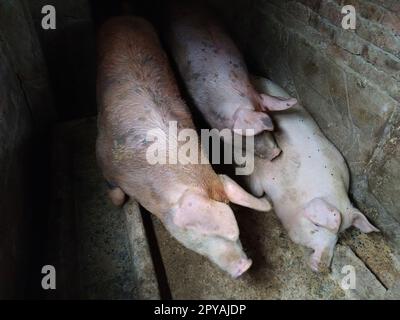 Drei Schweine in einem Schweinestall. Landwirtschaft. Schweinefleischproduktion. Ferkel von Fleischrassen. Stockfoto