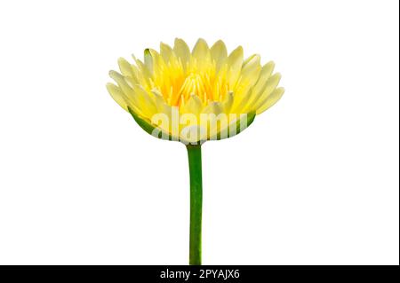 Gelbe Lotusblume auf weißem Hintergrund. Isolieren Stockfoto